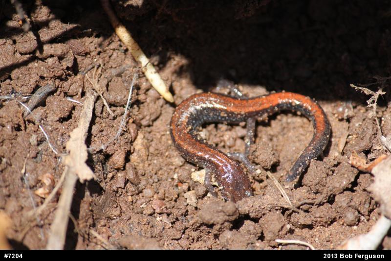 Eastern Red-backed  Salamander