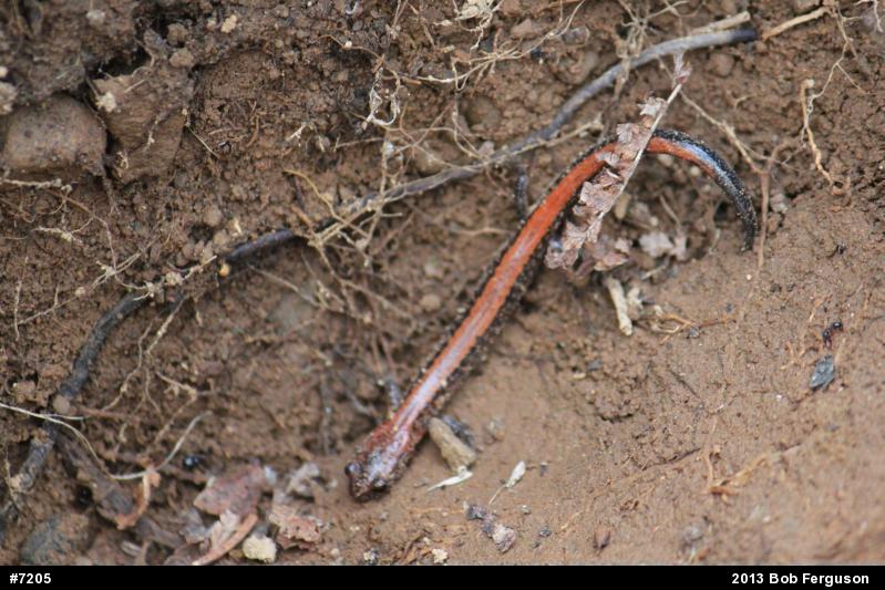 Eastern Red-backed  Salamander