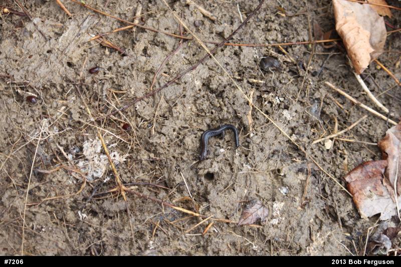 Eastern Red-backed  Salamander