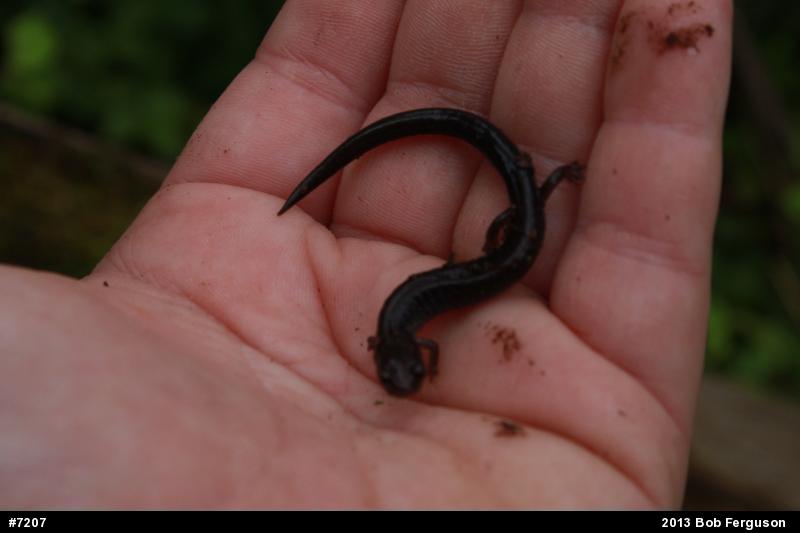Eastern Red-backed  Salamander