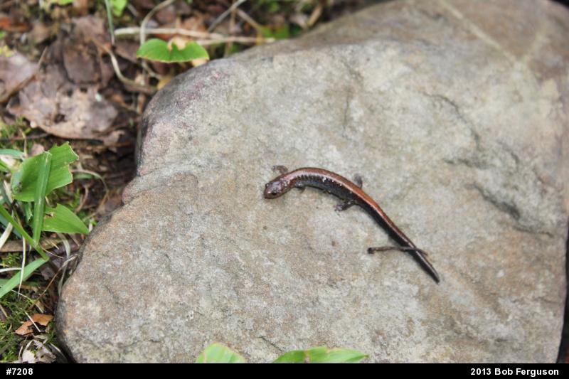Eastern Red-backed  Salamander