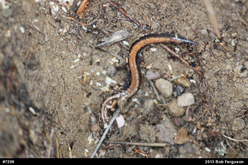 Eastern Red-backed  Salamander