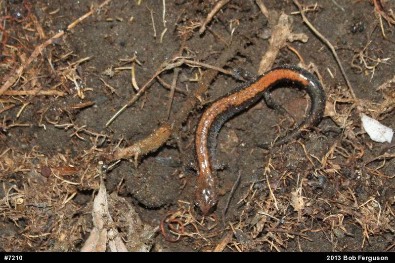 Eastern Red-backed  Salamander