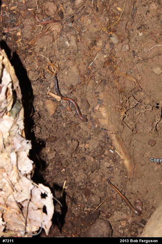 Eastern Red-backed  Salamander