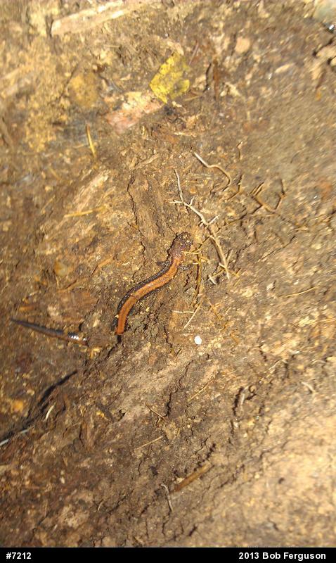 Eastern Red-backed  Salamander
