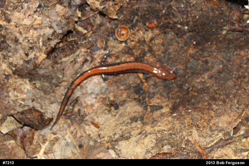 Eastern Red-backed  Salamander