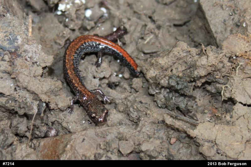 Eastern Red-backed  Salamander