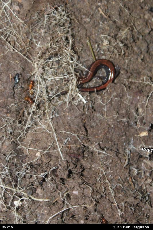 Eastern Red-backed  Salamander