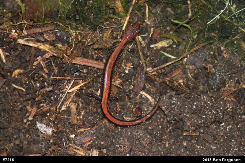 Eastern Red-backed  Salamander