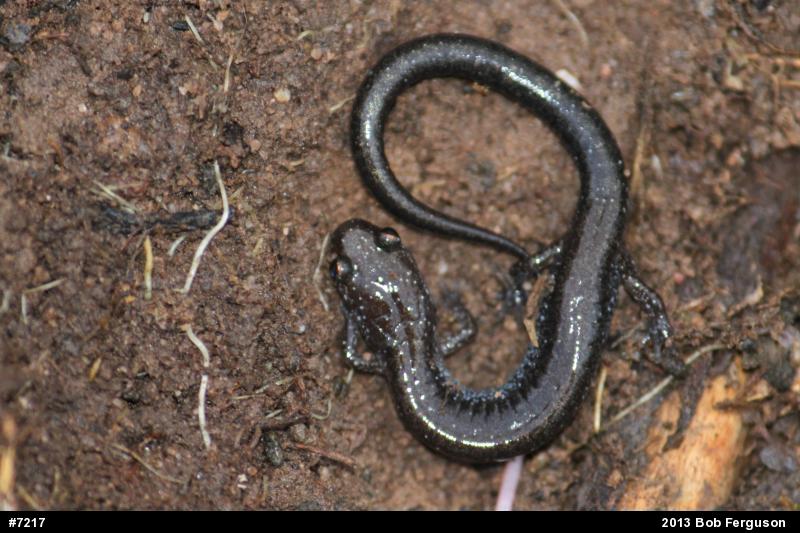 Eastern Red-backed  Salamander