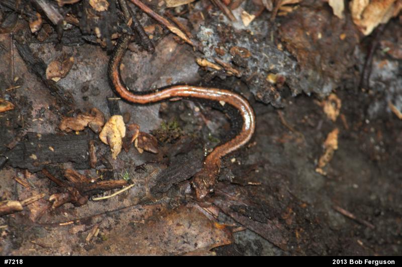 Eastern Red-backed  Salamander