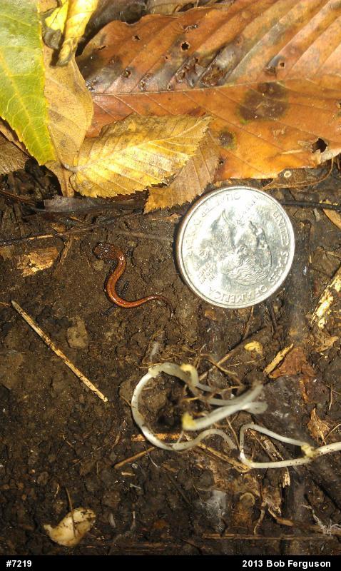 Eastern Red-backed  Salamander