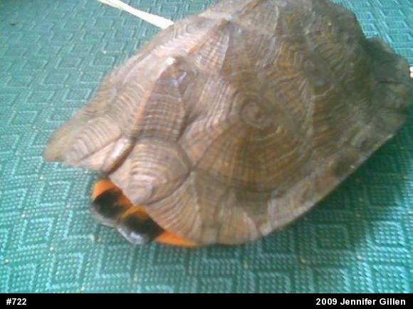Wood Turtle