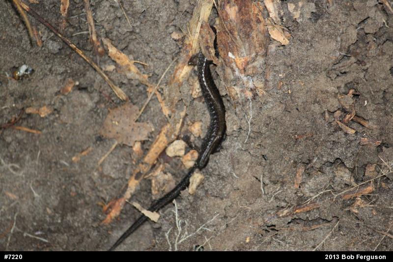 Eastern Red-backed  Salamander