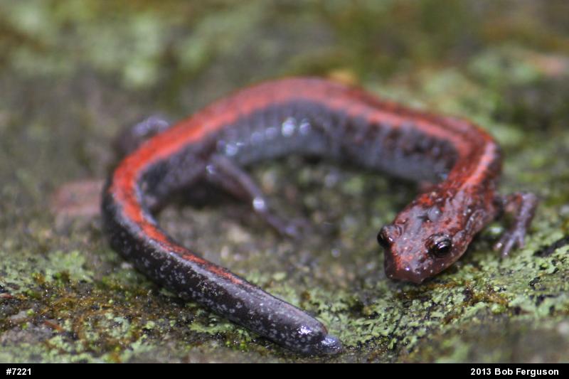 Eastern Red-backed  Salamander