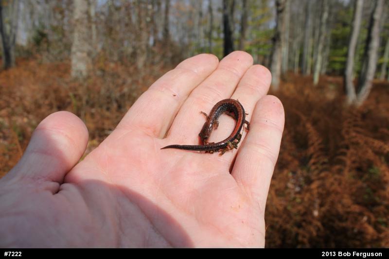 Eastern Red-backed  Salamander