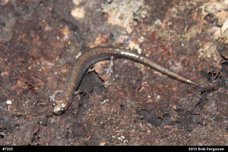 Eastern Red-backed  Salamander