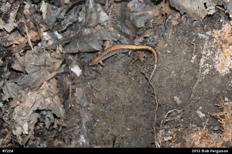 Eastern Red-backed  Salamander