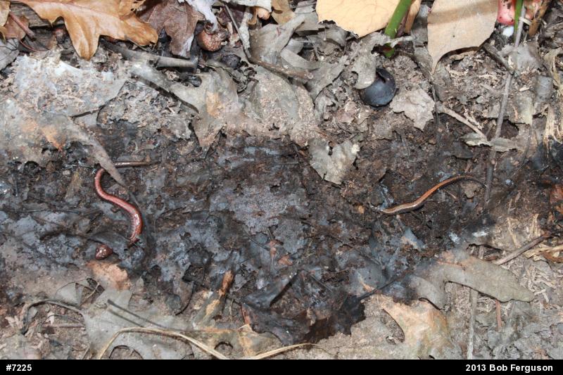 Eastern Red-backed  Salamander