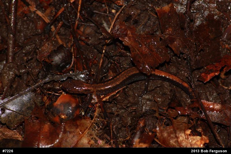 Eastern Red-backed  Salamander