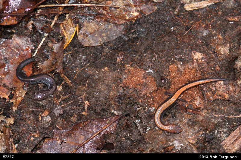 Eastern Red-backed  Salamander