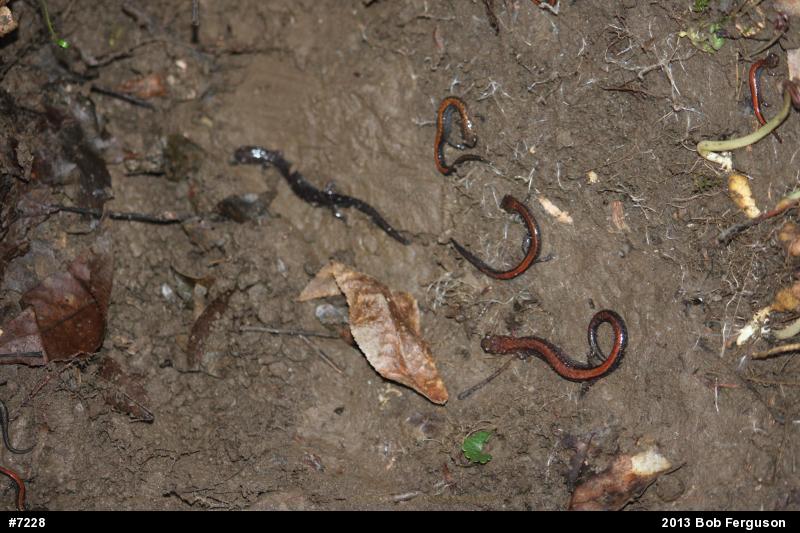Eastern Red-backed  Salamander