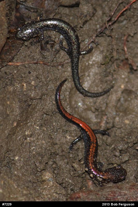 Eastern Red-backed  Salamander