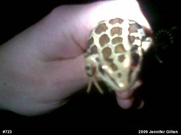 Pickerel Frog