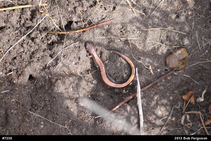 Eastern Red-backed  Salamander
