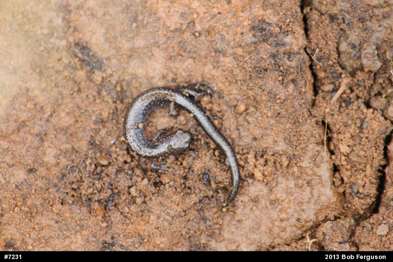 Eastern Red-backed  Salamander