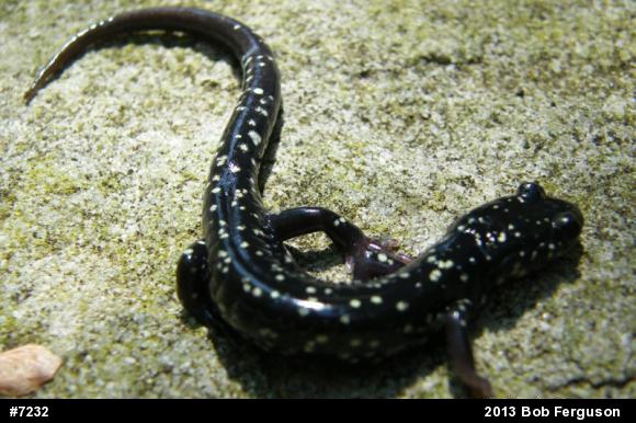 Northern Slimy Salamander