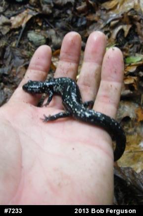 Northern Slimy Salamander