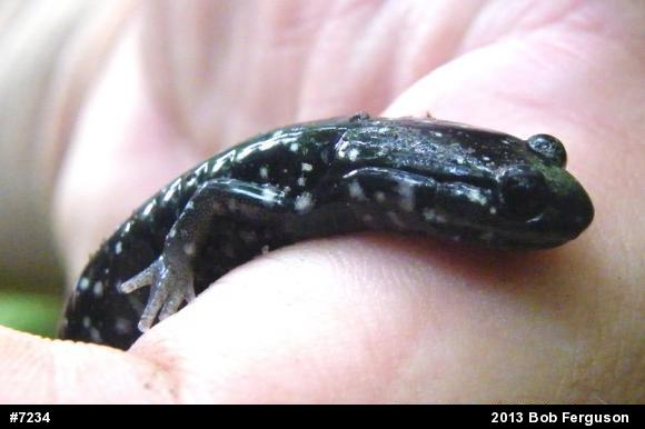 Northern Slimy Salamander