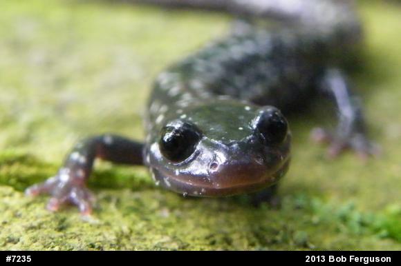 Northern Slimy Salamander