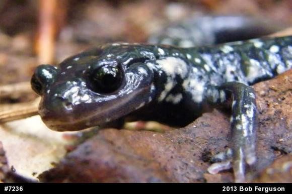 Northern Slimy Salamander