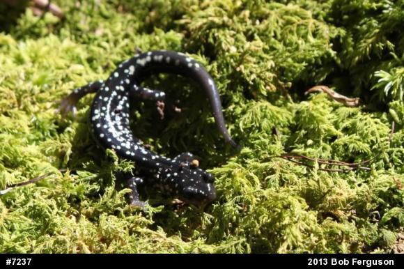 Northern Slimy Salamander