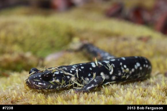 Northern Slimy Salamander
