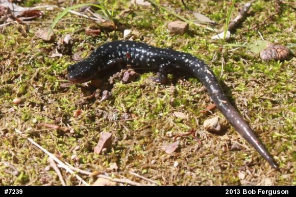 Northern Slimy Salamander