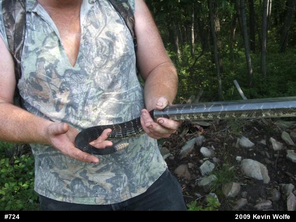 Timber Rattlesnake