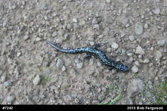 Northern Slimy Salamander
