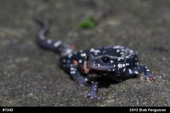 Northern Slimy Salamander