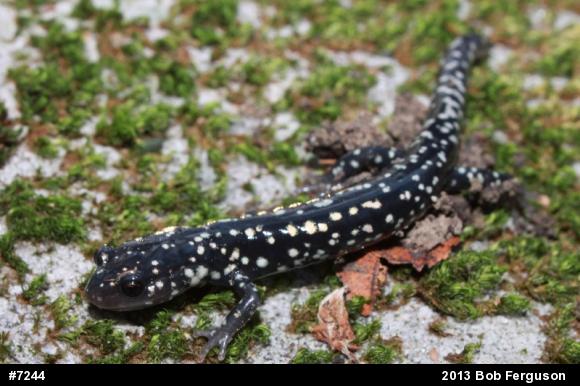 Northern Slimy Salamander