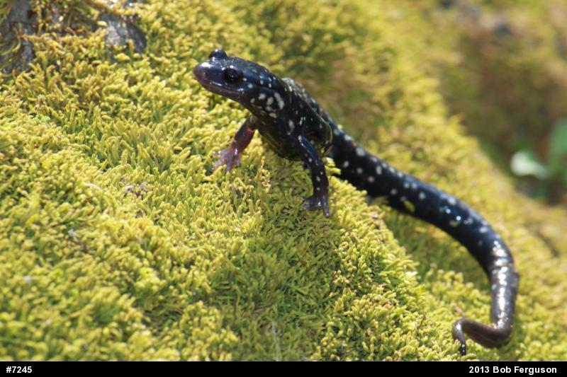 Northern Slimy Salamander