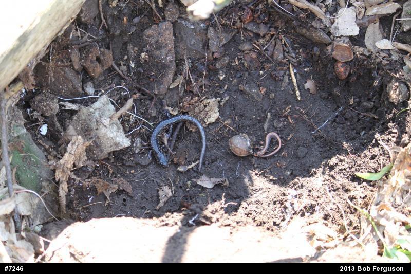 Northern Slimy Salamander