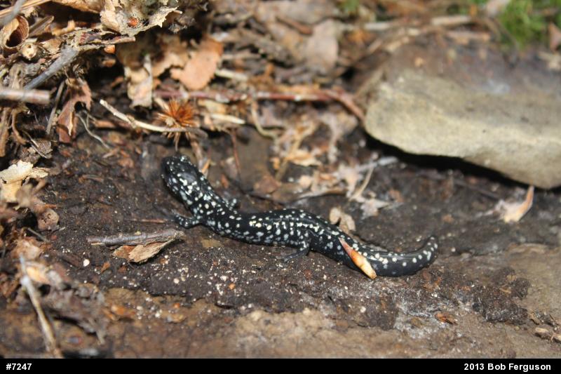 Northern Slimy Salamander