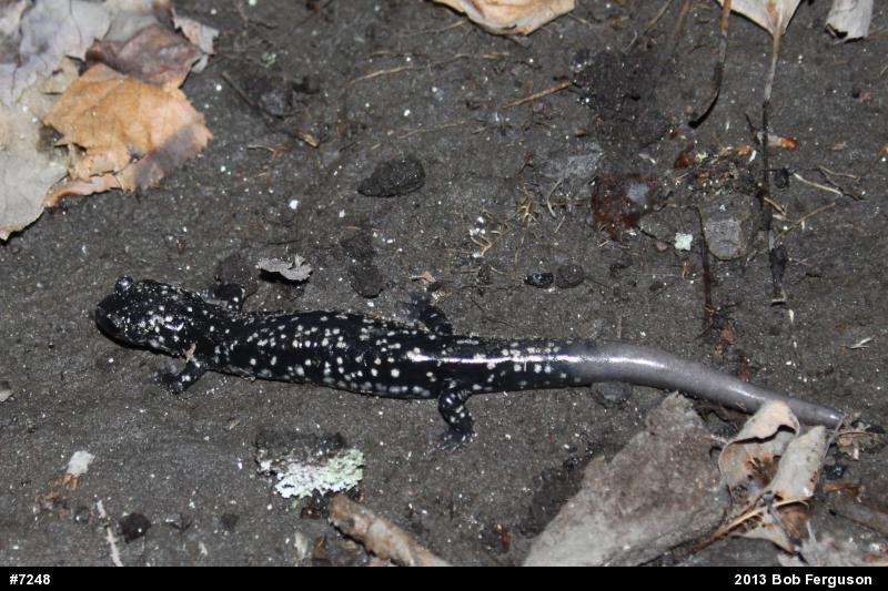 Northern Slimy Salamander