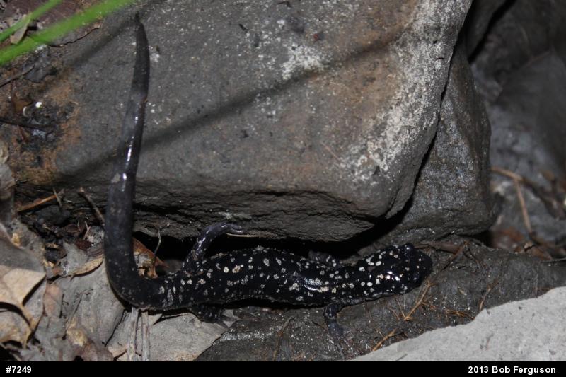 Northern Slimy Salamander