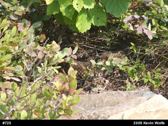 Timber Rattlesnake