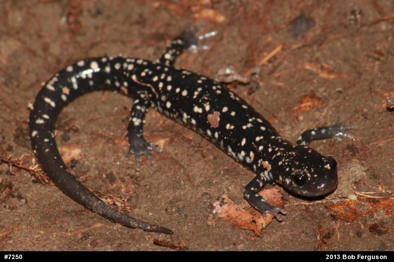 Northern Slimy Salamander