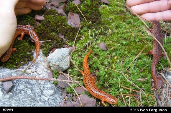 Northern Red Salamander